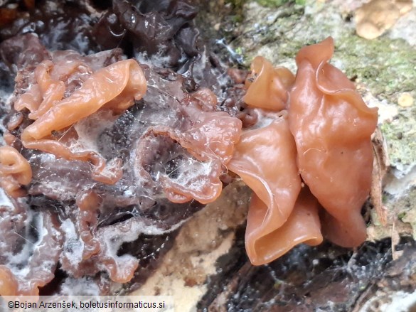 Phaeotremella frondosa