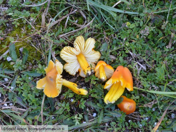 Hygrocybe acutoconica