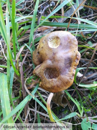 Suillus collinitus
