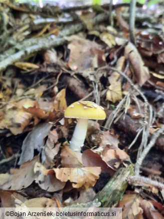 Amanita gemmata