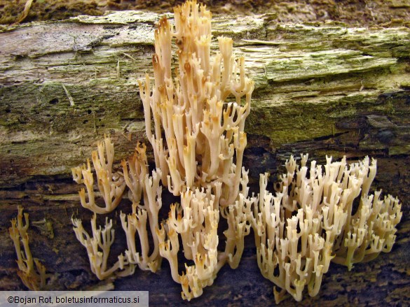 Artomyces pyxidatus