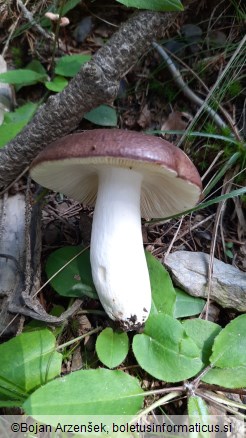 Russula integra