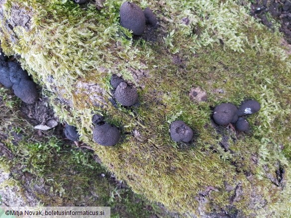 Xylaria polymorpha