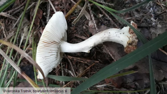 Amanita citrina