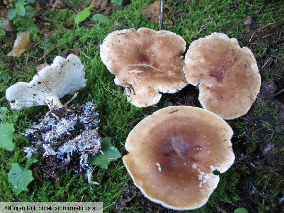 Leucopaxillus gentianeus