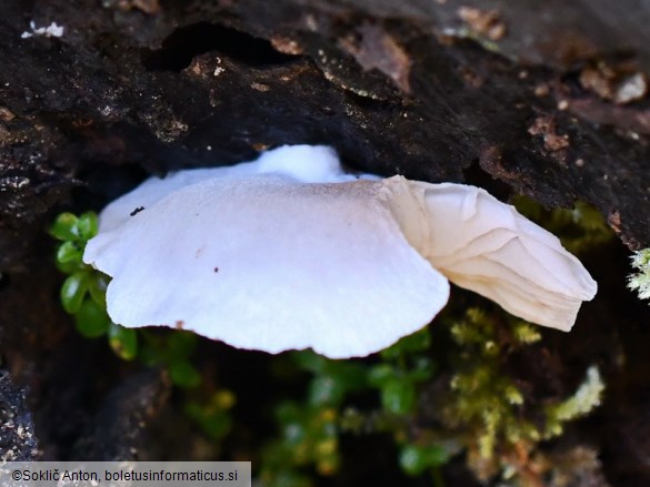 Crepidotus applanatus