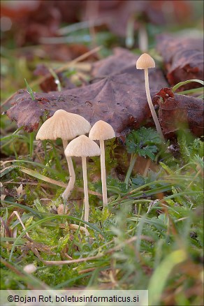 Galerina graminea