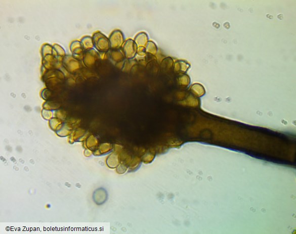 Dichocladosporium chlorocephalum