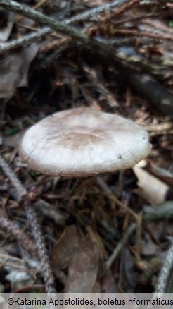 Pluteus cervinus