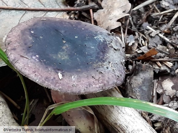 Russula amoena