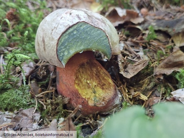 Rubroboletus rhodoxanthus