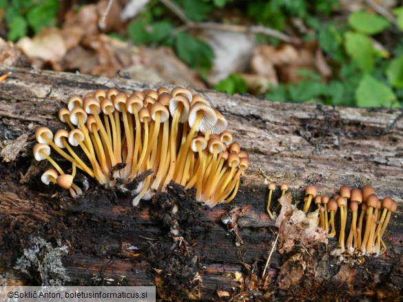 Mycena renati