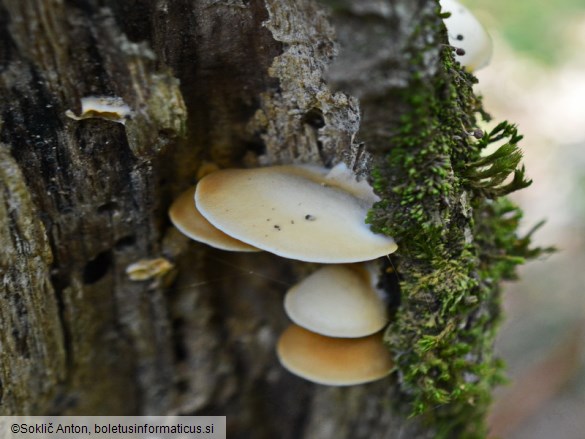 Crepidotus macedonicus