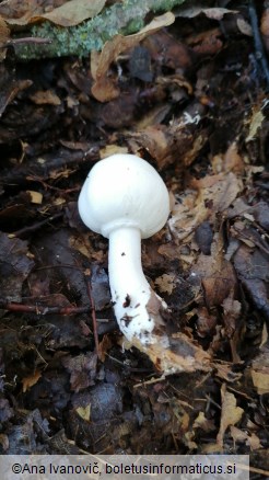 Agaricus sylvicola