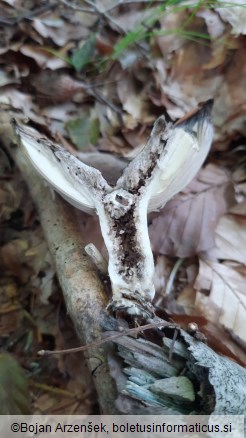 Russula adusta