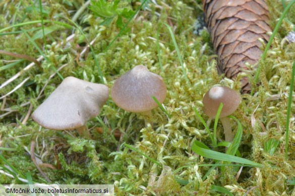 Entoloma vernum