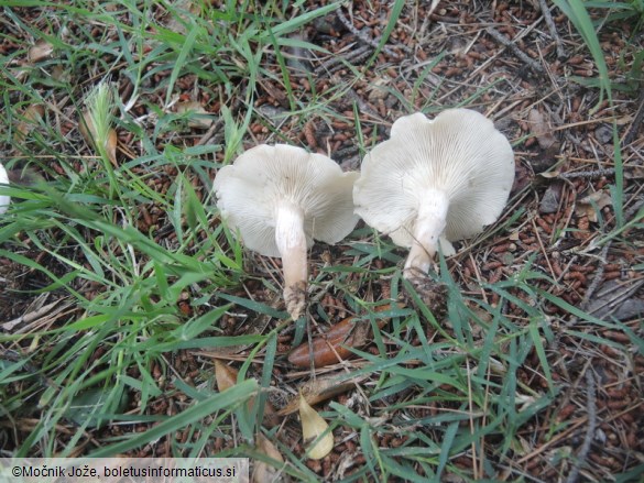 Clitocybe augeana