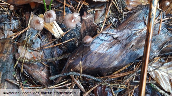 Marasmius androsaceus