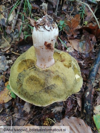 Boletus edulis