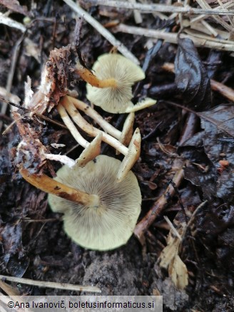 Hypholoma fasciculare