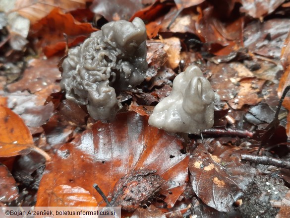 Helvella lacunosa