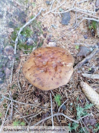 Cortinarius caperatus