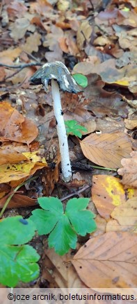 Coprinopsis picacea