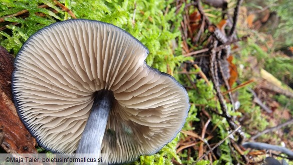 Entocybe nitida