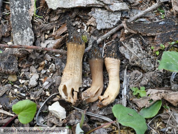 Morchella elata