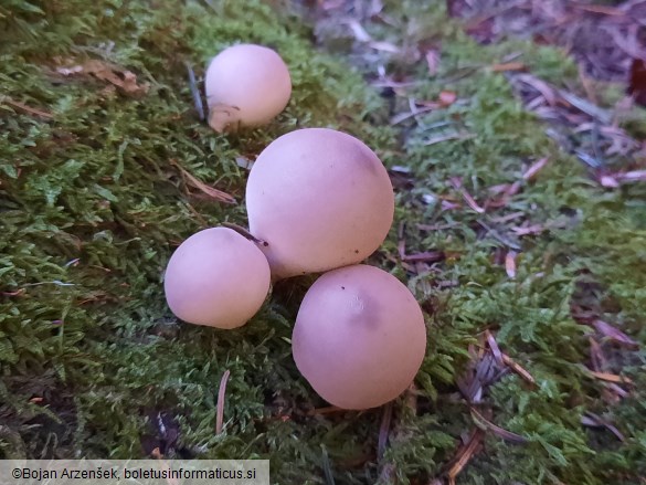 Apioperdon pyriforme