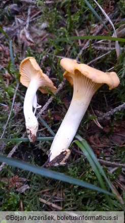 Cantharellus cibarius