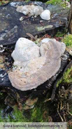 Trametes gibbosa