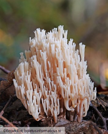 Artomyces pyxidatus