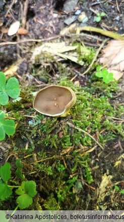 Helvella acetabulum