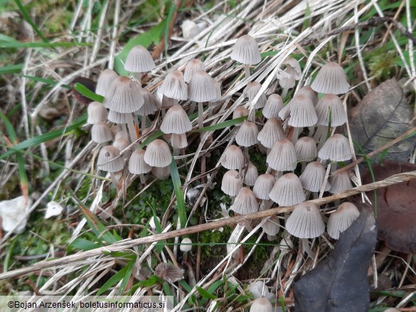 Coprinellus disseminatus