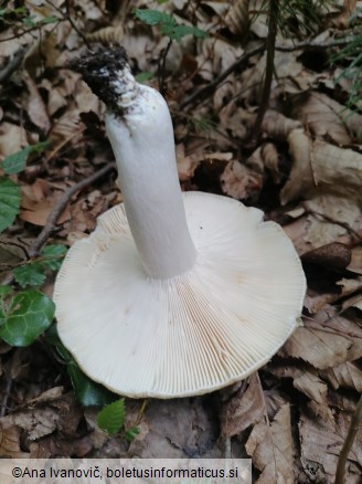 Russula pseudoaeruginea