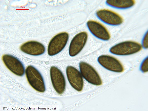 Oligostoma insidiosum
