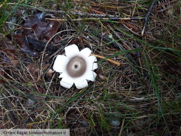 Geastrum fimbriatum