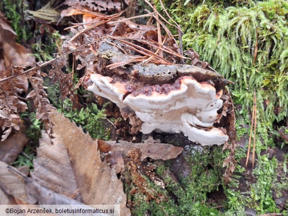 Heterobasidion annosum