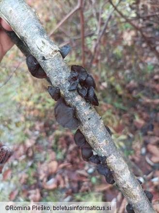 Auricularia auricula-judae