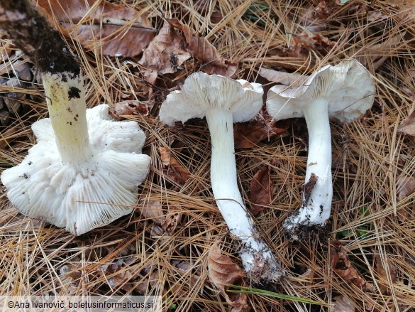 Tricholoma portentosum