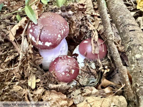 Cortinarius praestans