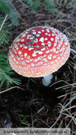 Amanita muscaria