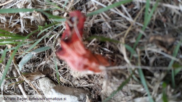 Aseroe rubra