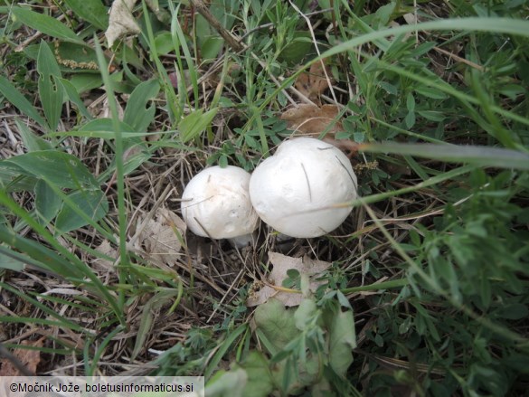 Pleurotus eryngii var. ferulae