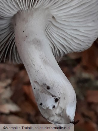 Tricholoma terreum