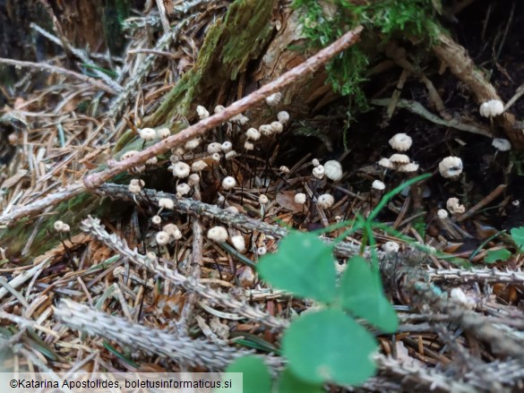 Marasmius wettsteinii