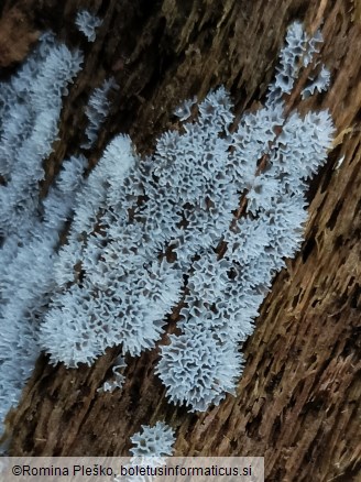 Ceratiomyxa fruticulosa var. porioides