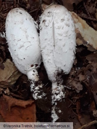 Coprinus comatus