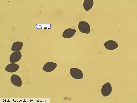 Panaeolus rickenii